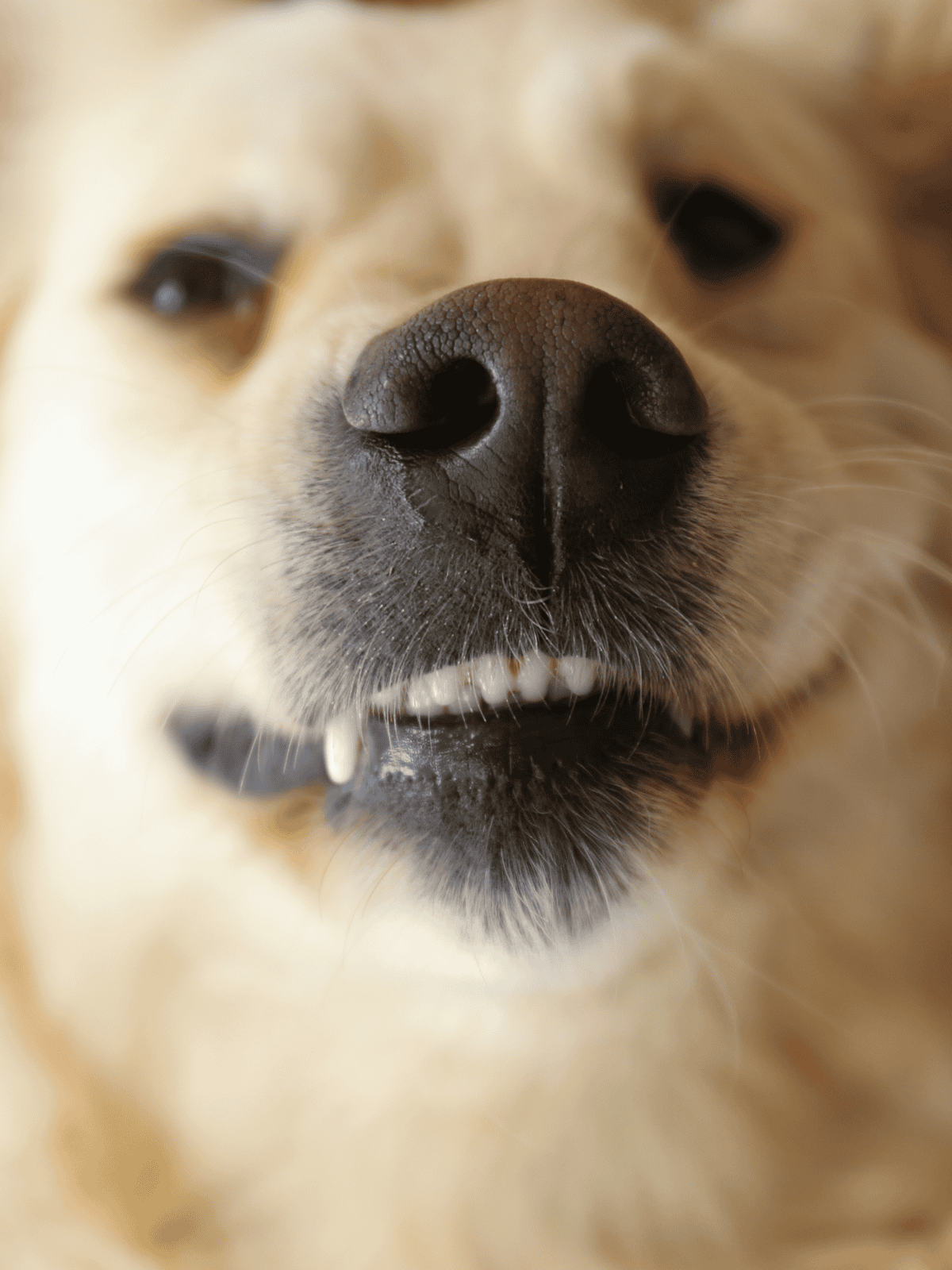 Close-up of a dog's nose showing texture and detail, emphasizing grooming and health.