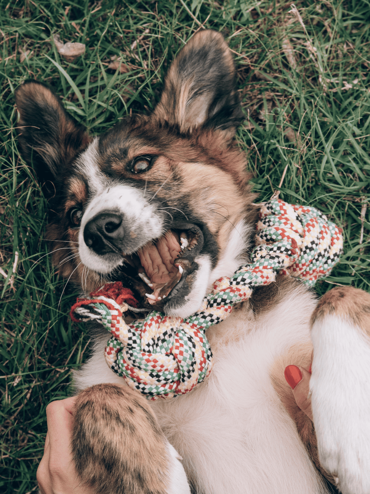 Adorable border collie mix dog lying on grass with a colorful rope toy, a fun moment for pet lovers.