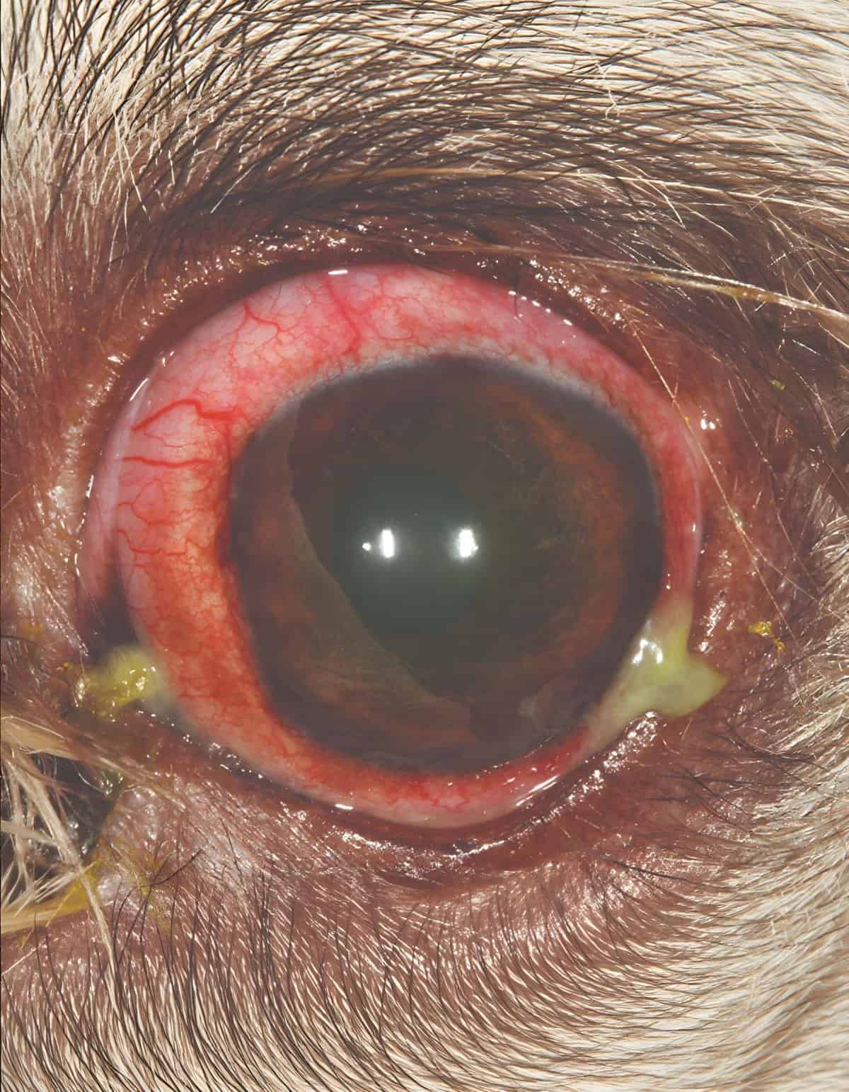Close-up of a dog's eye with redness, inflammation, and discharge indicating infection or allergic response.