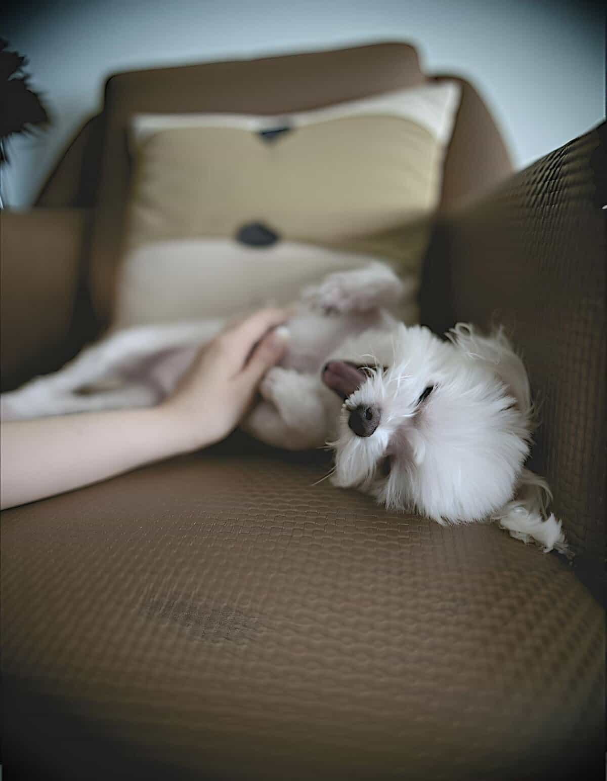 Cute small dog lying on sofa with closed eyes.