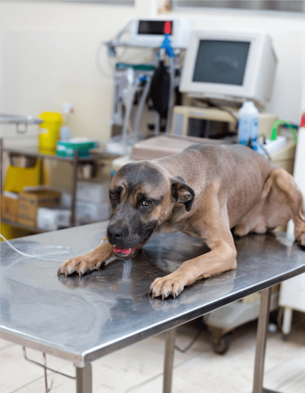 A dog lying on a stainless steel examination table during a veterinary visit, with medical equipment in the background.