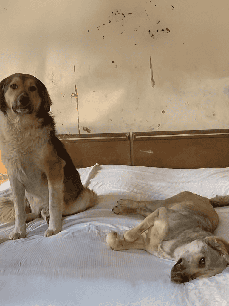 Cute dogs relaxing on bed, one sitting, one lying down, cozy home environment, pet care, dog companionship.
