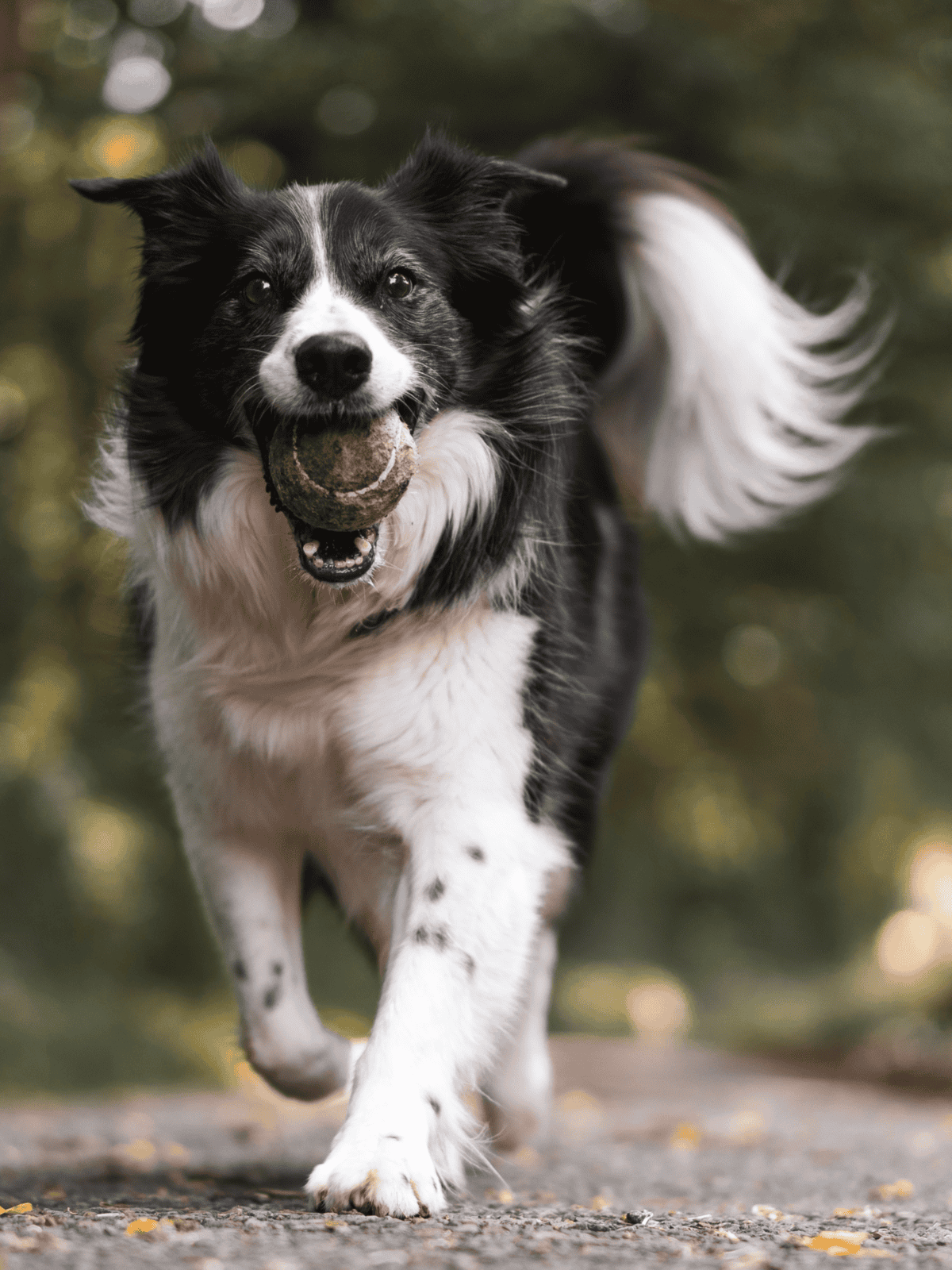 Dog playing fetch with tennis ball in outdoor park, active and happy, border collie dog.