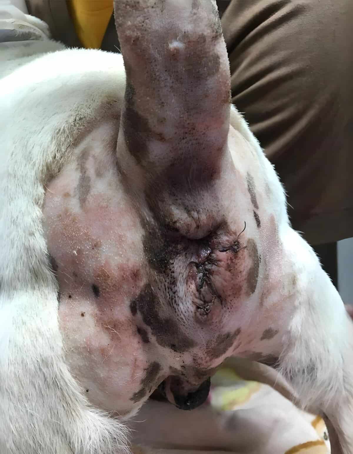 Close-up of a dog’s injured belly with stitched wounds and skin irritation.