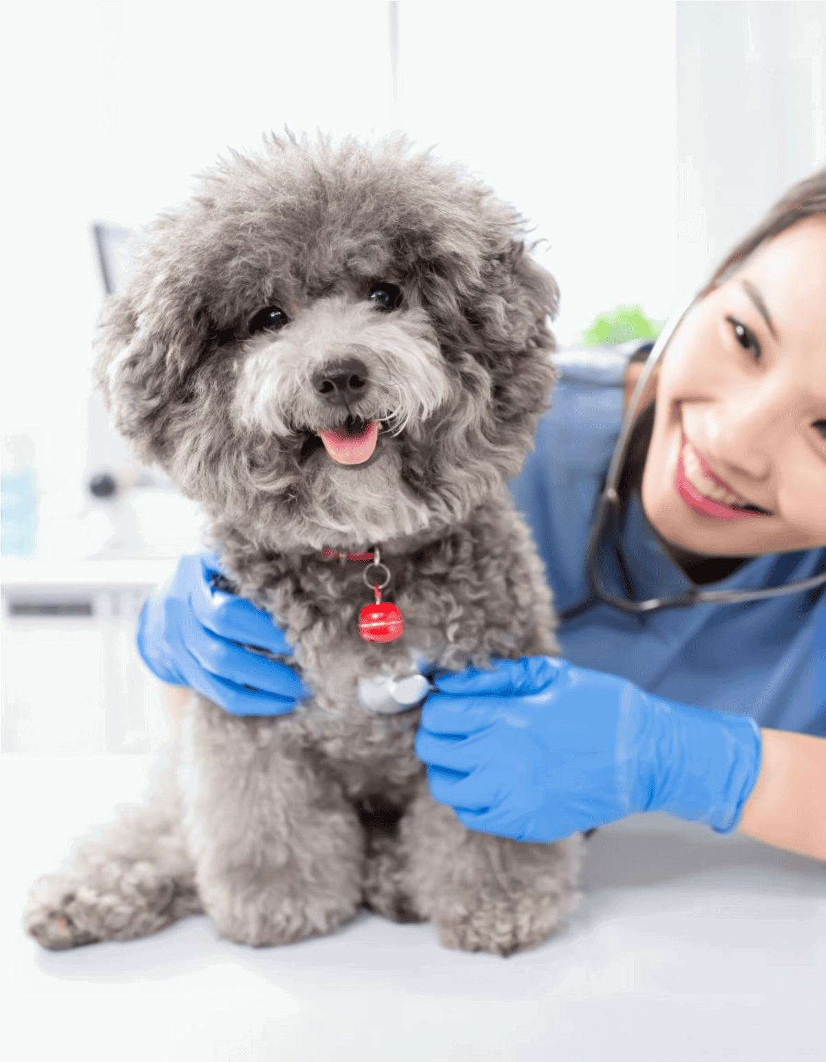 Dog with fluffy gray fur at vet check-up, smiling, veterinary setting, health care for dogs, professional veterinarian.