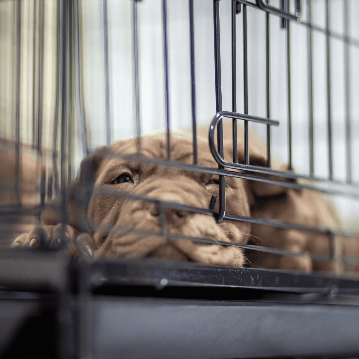 Adorable puppy lying inside a dog crate, looking tired and calm.