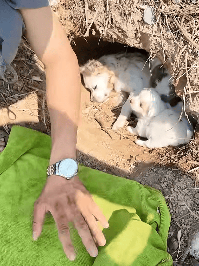 Adorable puppies nestled in their den, resting safely in a dry, natural environment.