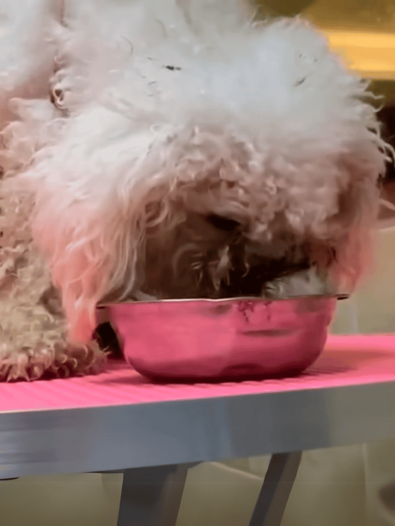 Cute dog enjoying meal in a metal bowl.