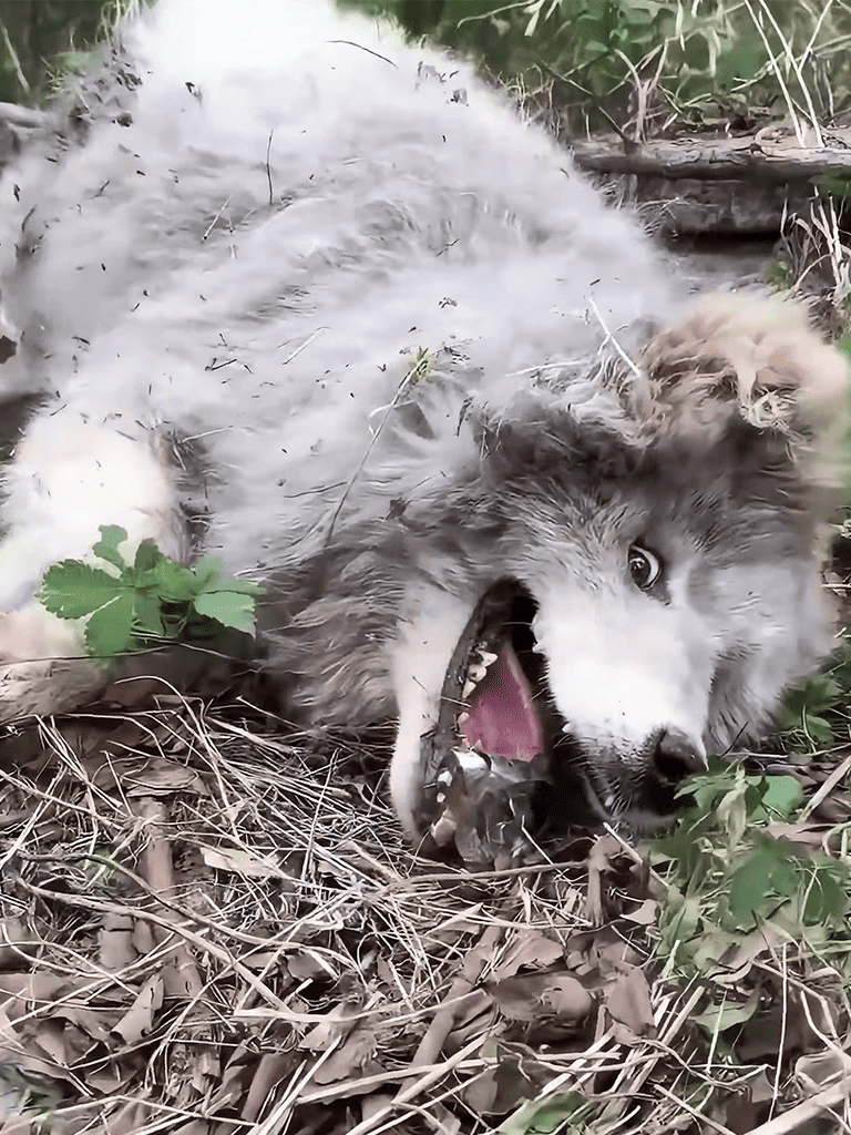 Playful wolf with squirrel, outdoor wilderness, energetic dog behavior, nature adventure, wildlife interaction.