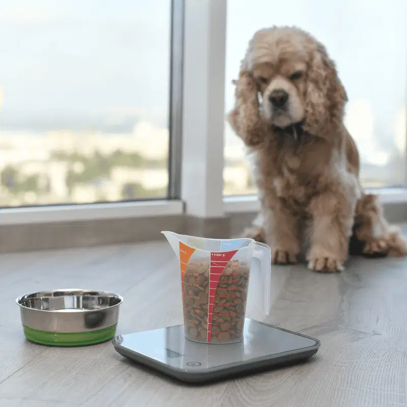 Dog food measuring jug, scales, and bowl showcasing pet nutrition tools for dogs.