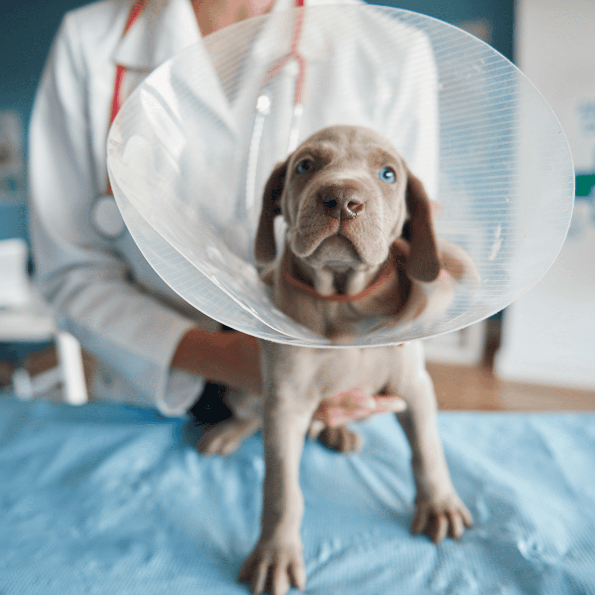Puppy wearing an Elizabethan collar during a veterinary visit, highlighting pet health care.