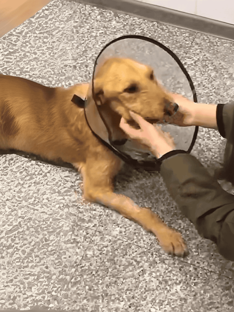 Dog wearing protective cone for injury recovery, lying on a gray tiled floor.
