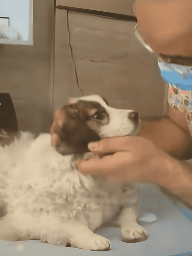 Dogvet exam for puppy health and wellness.