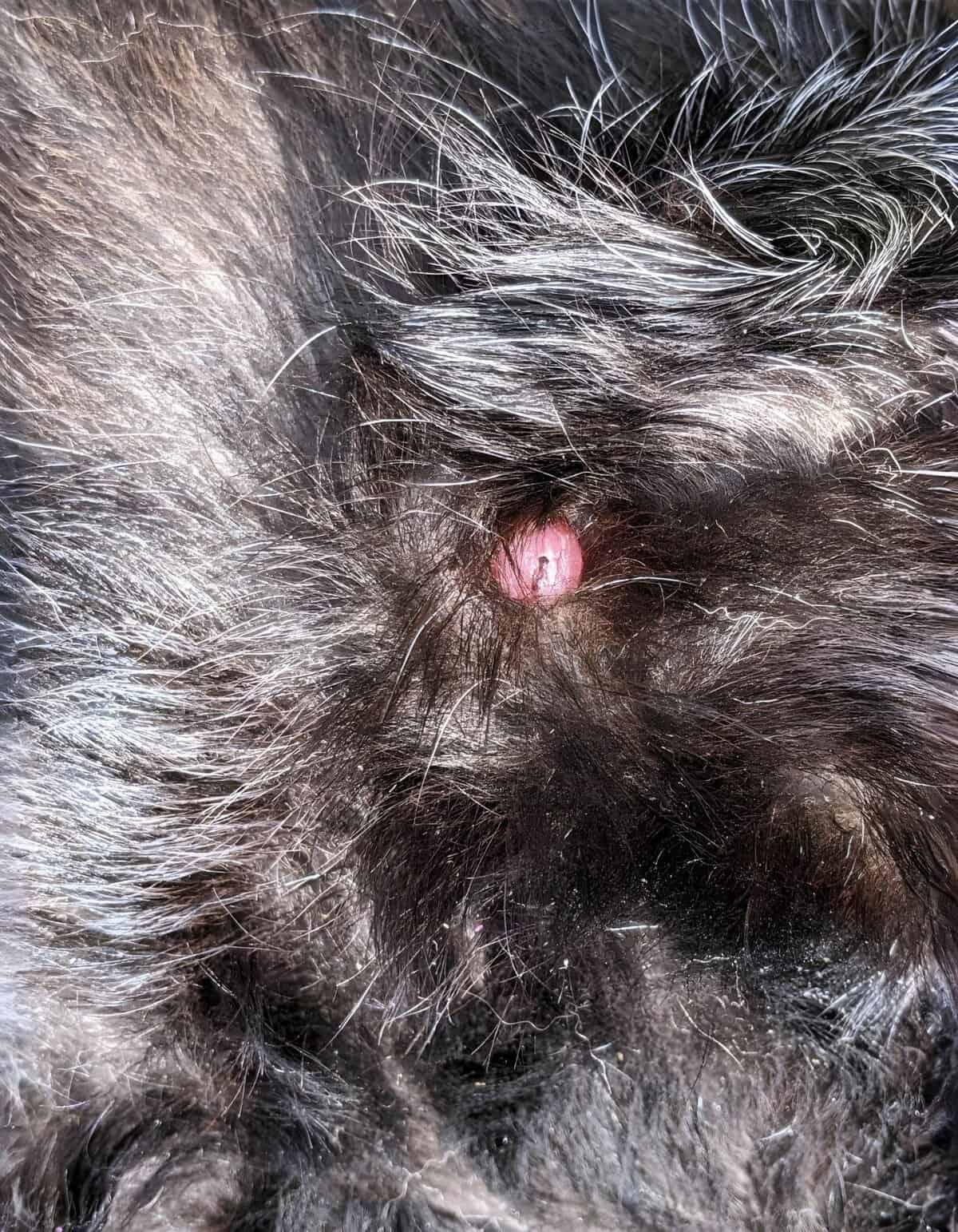 Close-up of a dog's skin showing a painful bump and skin irritation due to a possible infection or allergy.