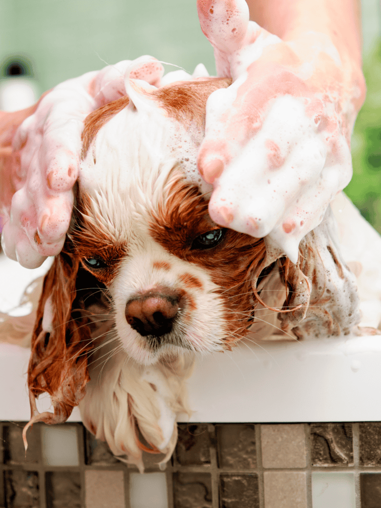 Dog washing, bathing, grooming service for pets.