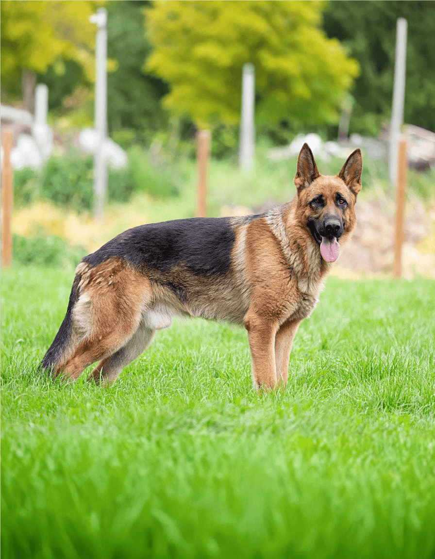 Energetic German Shepherd dog walking on green lawn outdoors.