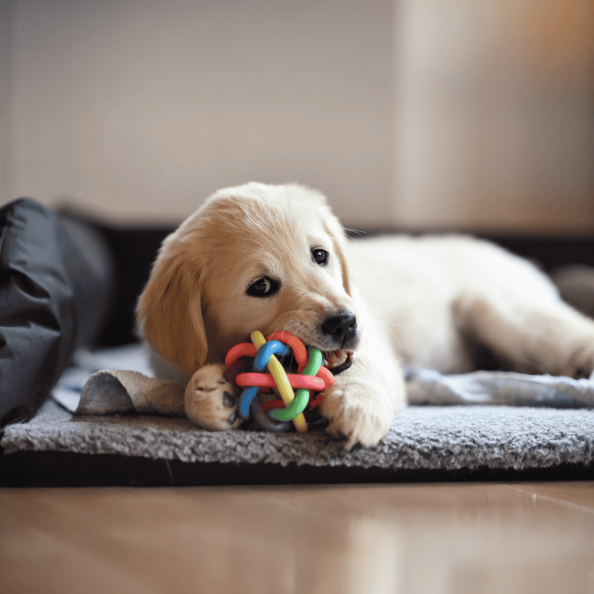 Adorable Labrador puppy playing with vibrant chew toy on rug.