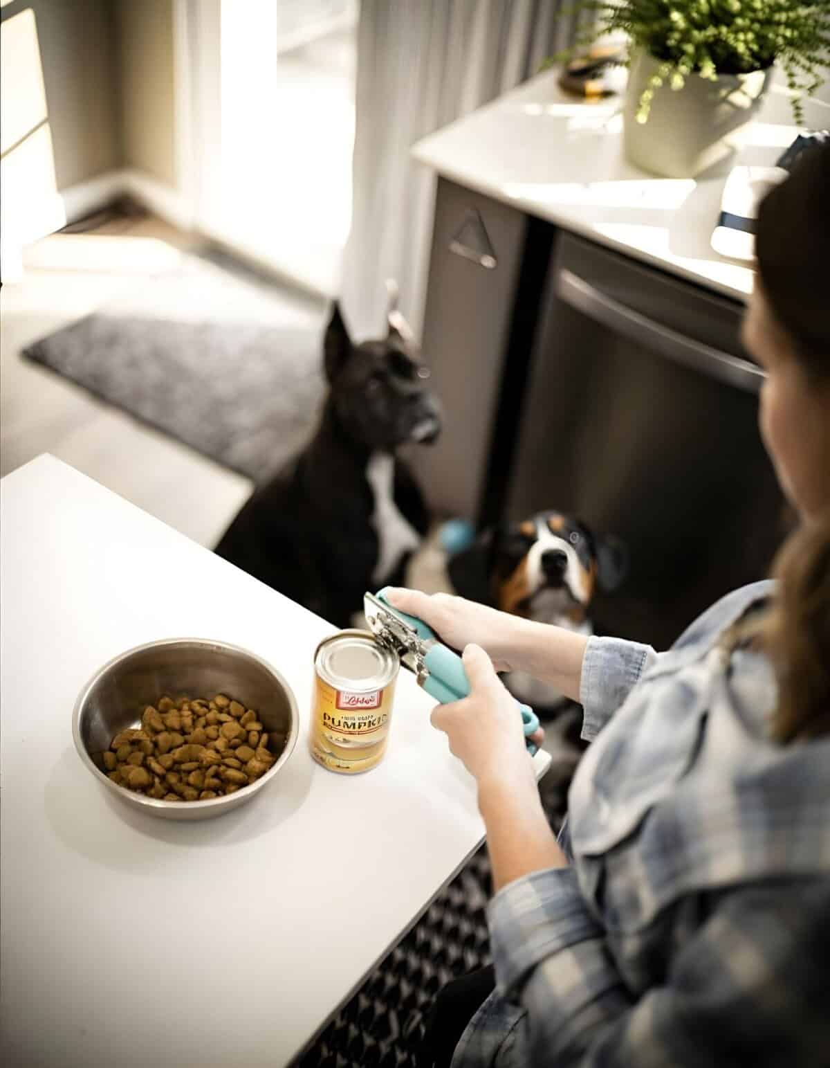 Owner preparing canned dog food for pets, two dogs eagerly waiting in the kitchen.