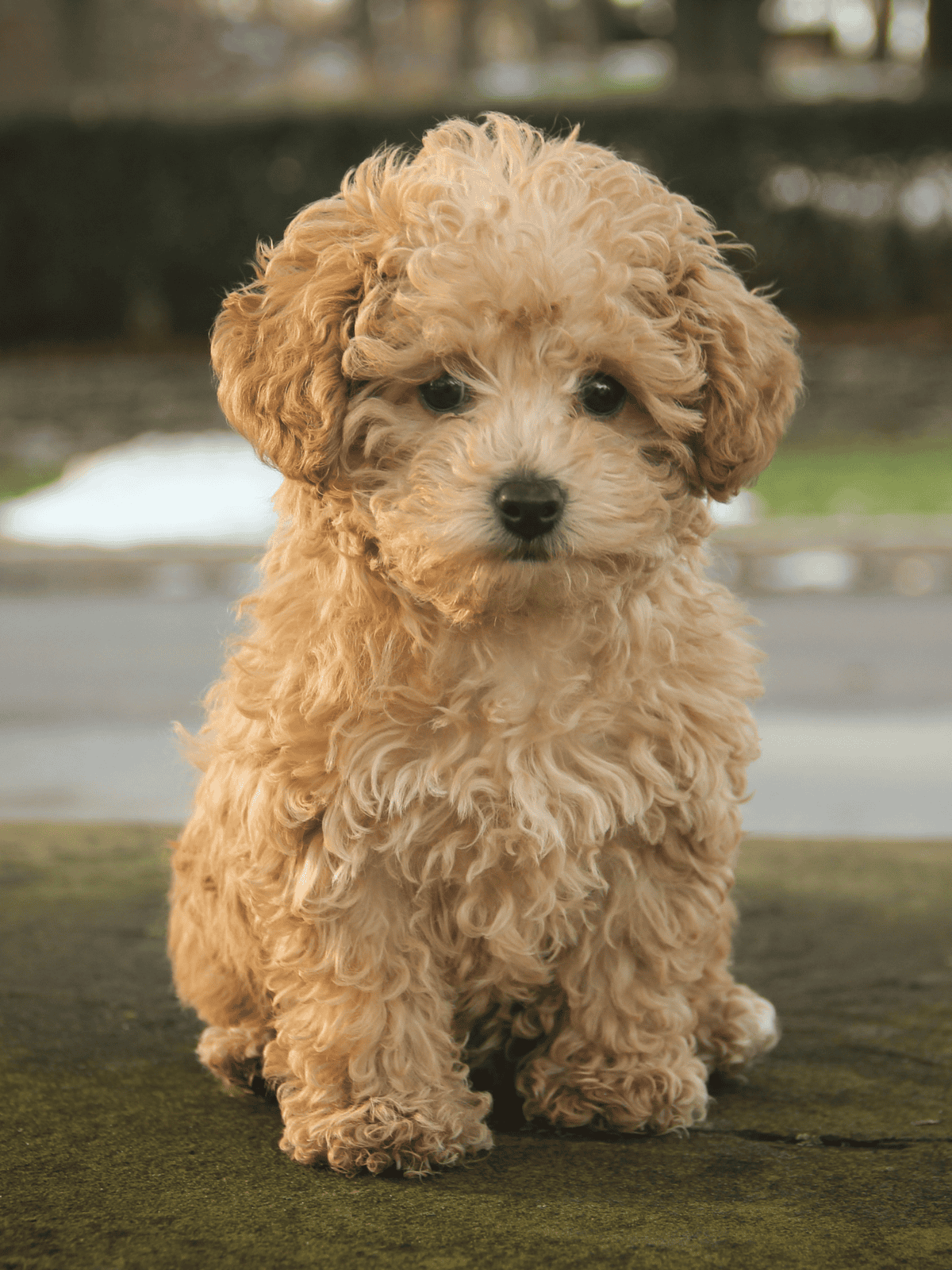 Cute cream-colored poodle puppy sitting on a green surface outdoors.