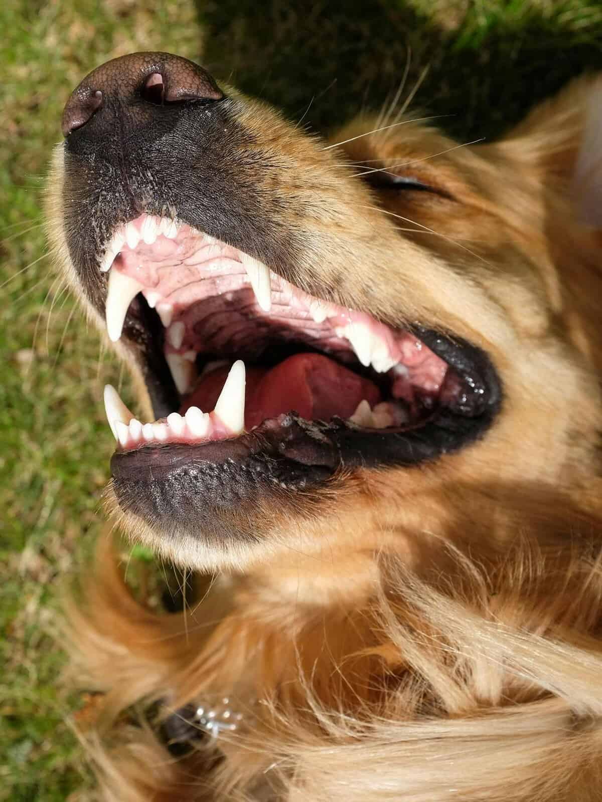 Close-up of a dog’s aggressive snarl, displaying sharp teeth and fierce expression.
