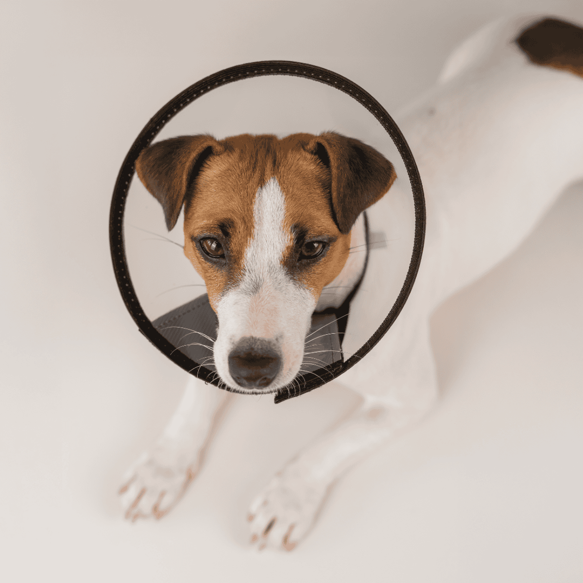 Adorable dog wearing cone, seeking loving home and care.