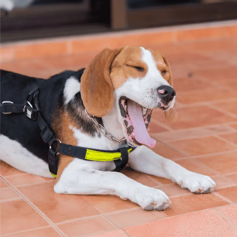 Dog yawning and stretching on tiled floor, happy and relaxed dog.