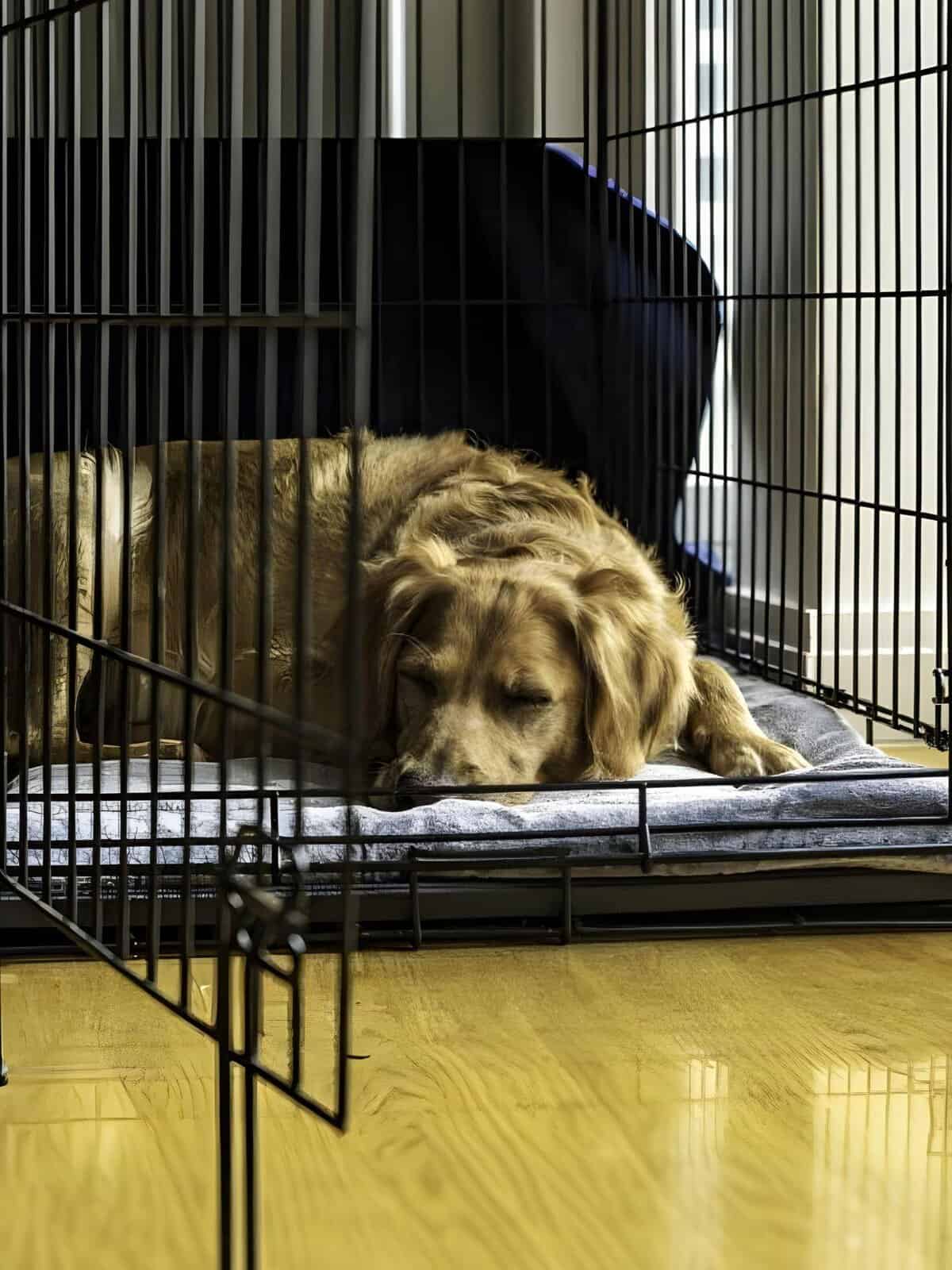 Sleepy dog in crate, resting on blanket, peaceful indoor environment.
