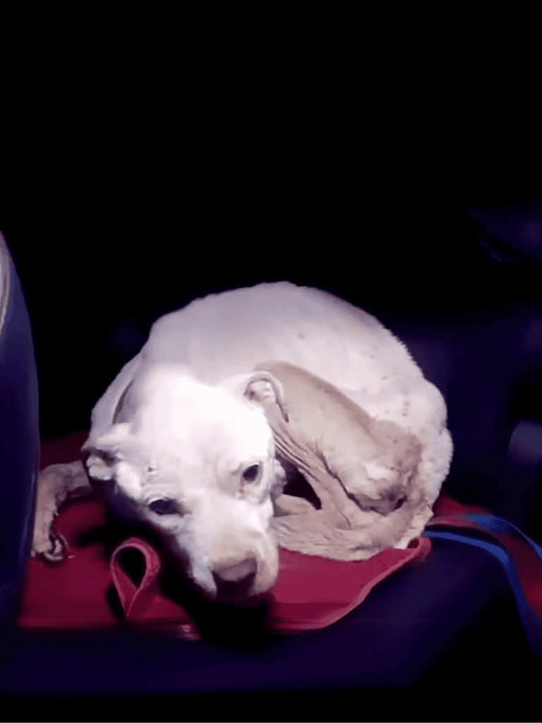 Dog lying on car seat, resting comfortably.