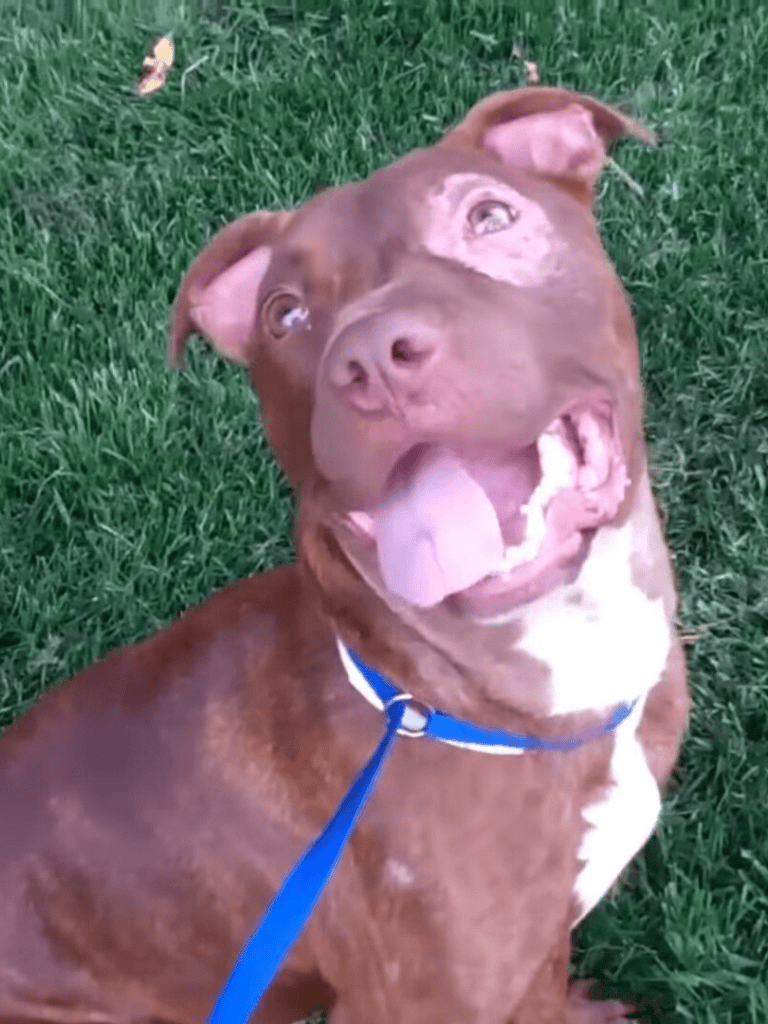 Dog joy, playing outside on green grass with a playful expression.
