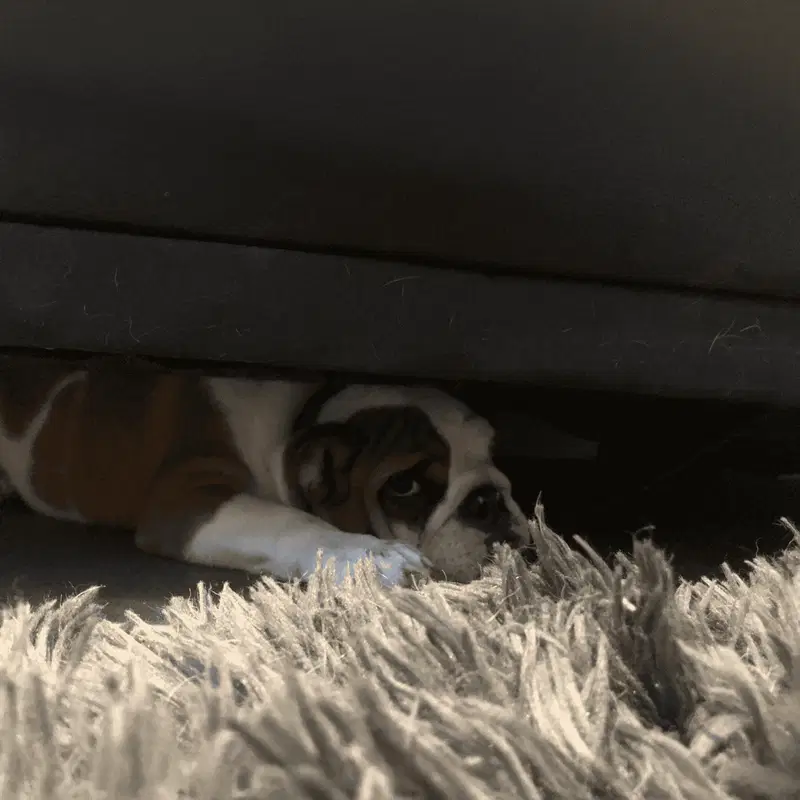 Adorable bulldog puppy peeking out from under furniture on fluffy rug.