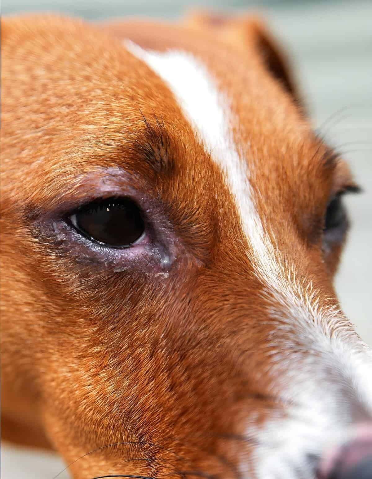 Close-up of a dog's eye showing signs of infection or irritation.