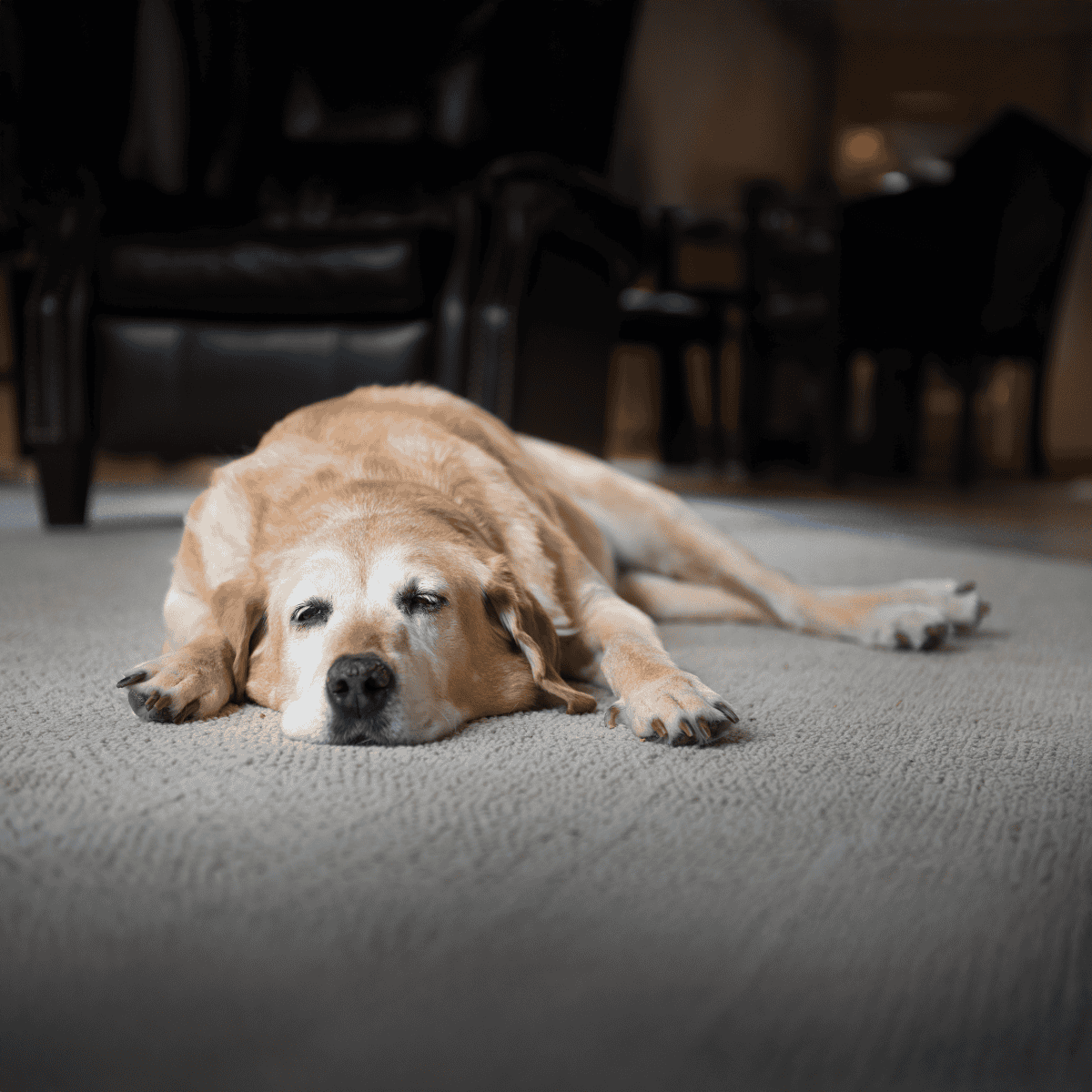 Dog resting on carpet, peaceful and relaxed indoors.