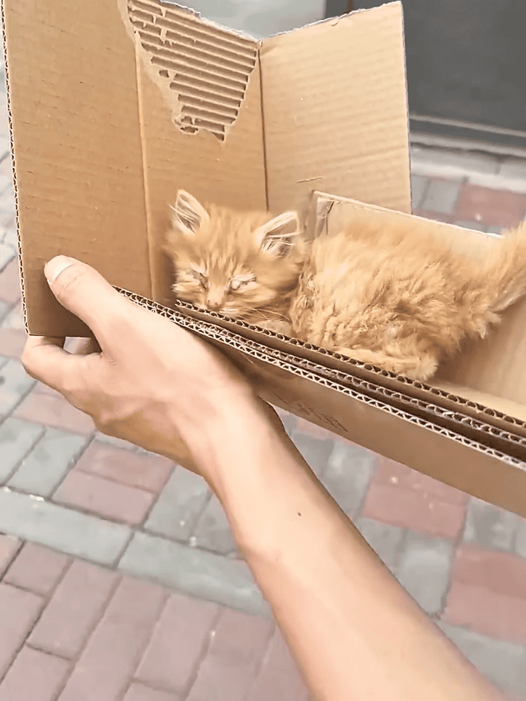 Adorable ginger kitten lying in a cardboard box for safe travel and comfort.