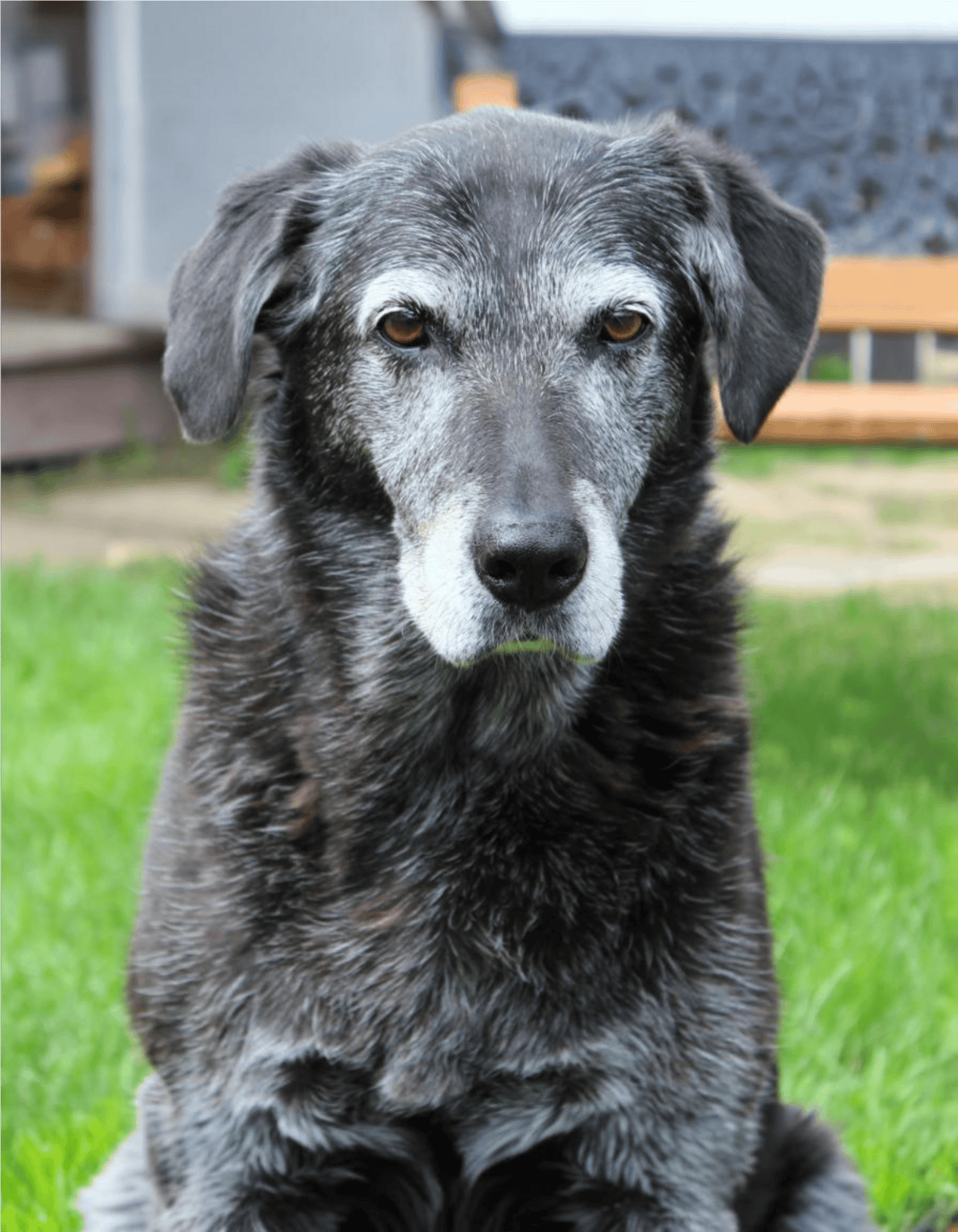 Adorable rescued senior dog in backyard.