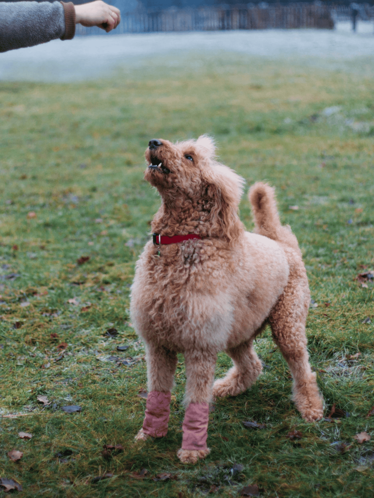 Adorable poodle with pink leg warmers in outdoor park setting.