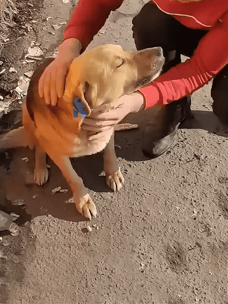 Dog grooming and care on sandy surface.