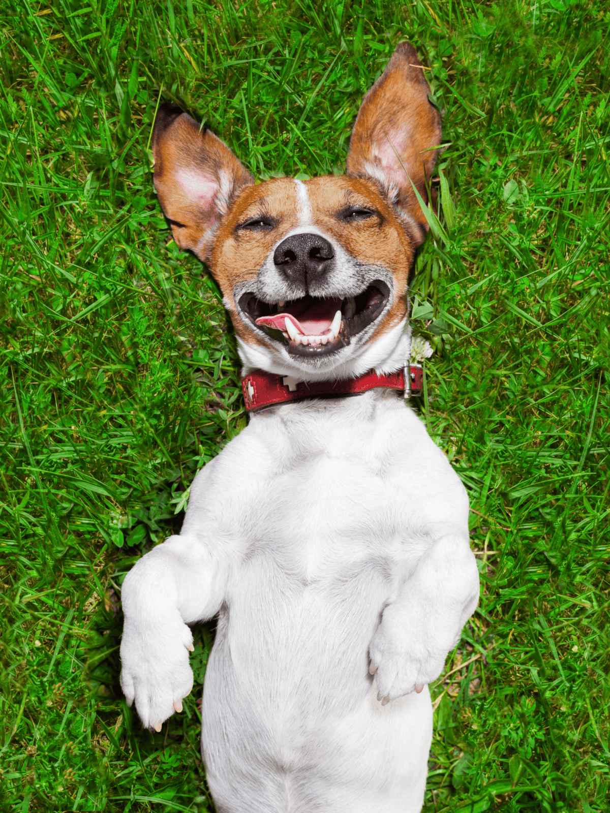 Smiling dog lying on vibrant green grass with joyful expression.