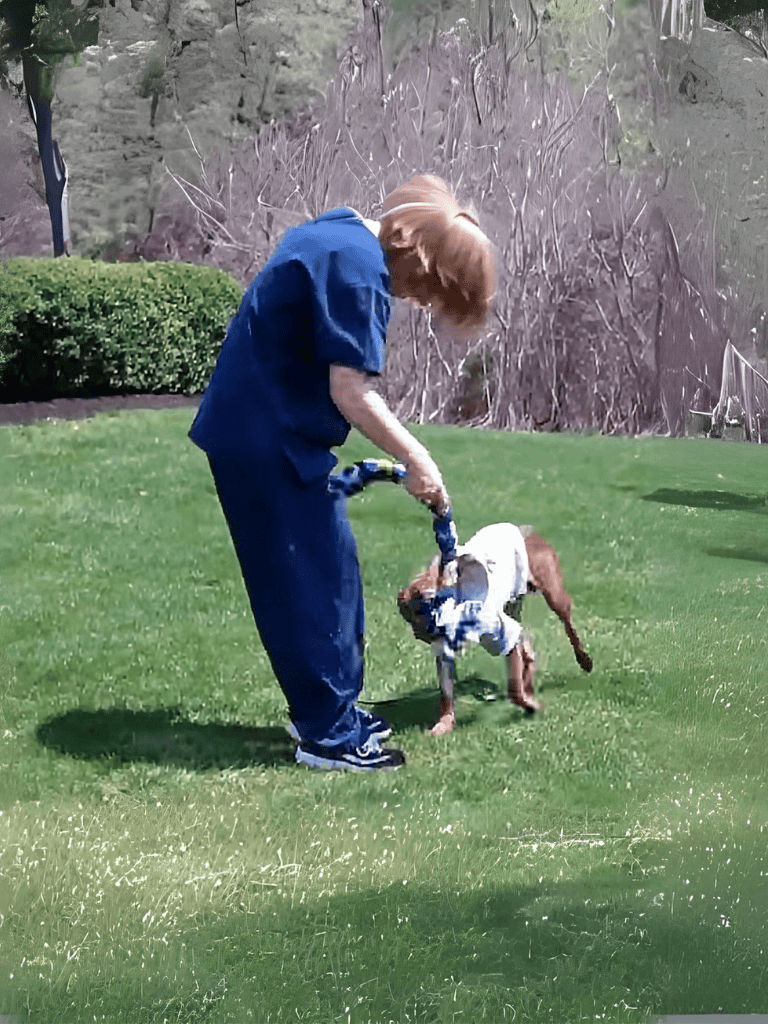 Dog training session outdoors with a dog and a person on a leash.
