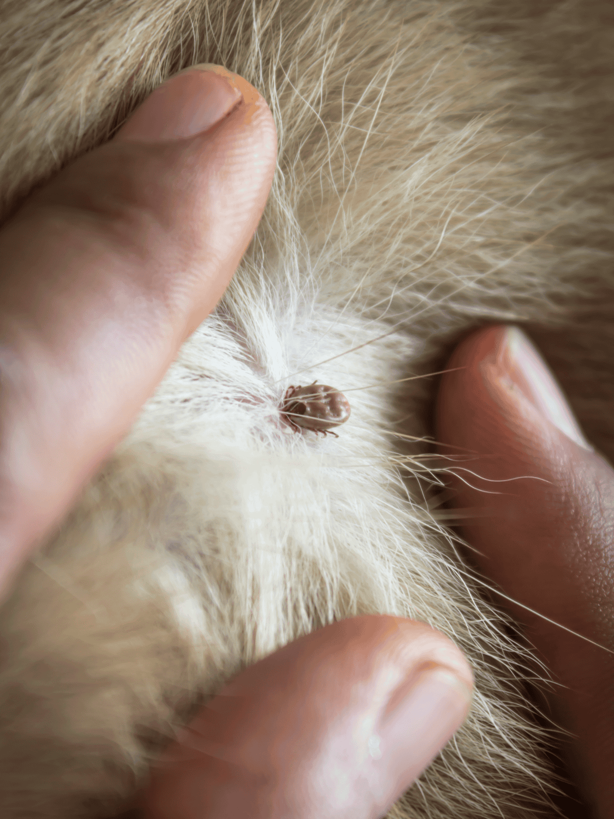 Alt: Close-up of a person removing a tick from a dog's fur for health and safety.