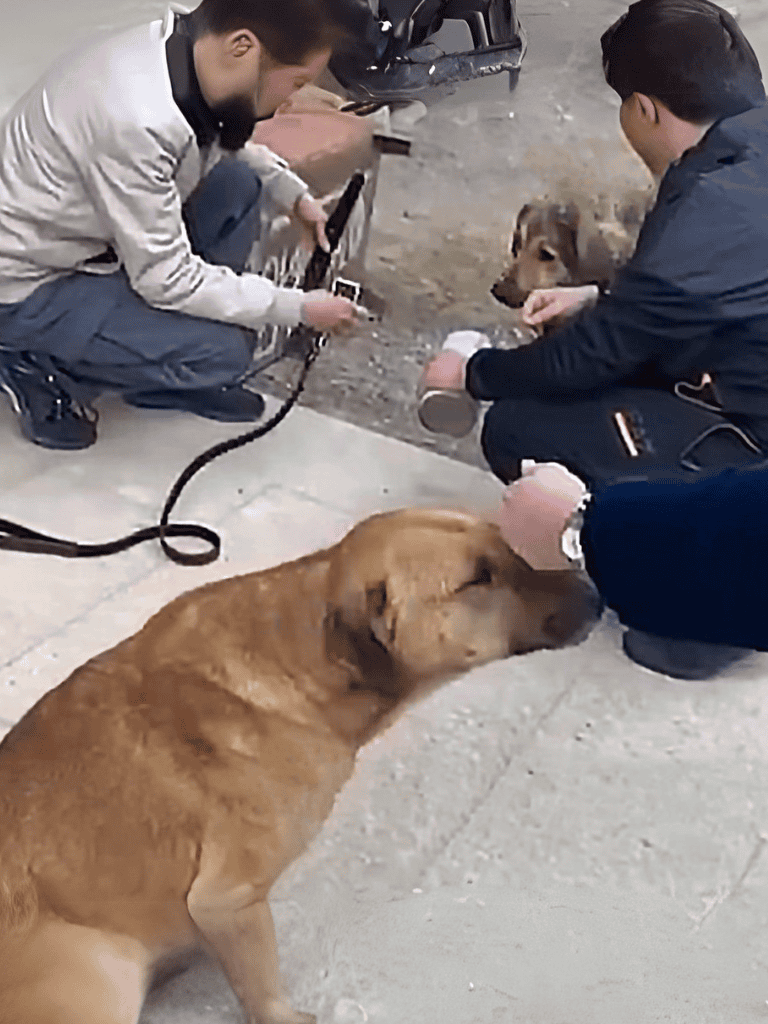 Adopt and rescue dogs with compassionate care. Find loving dog rescue services near you for a happy life.