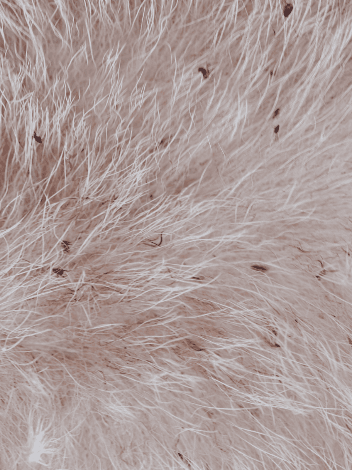 Close-up of soft, light-colored dog fur with visible texture and hair strands.