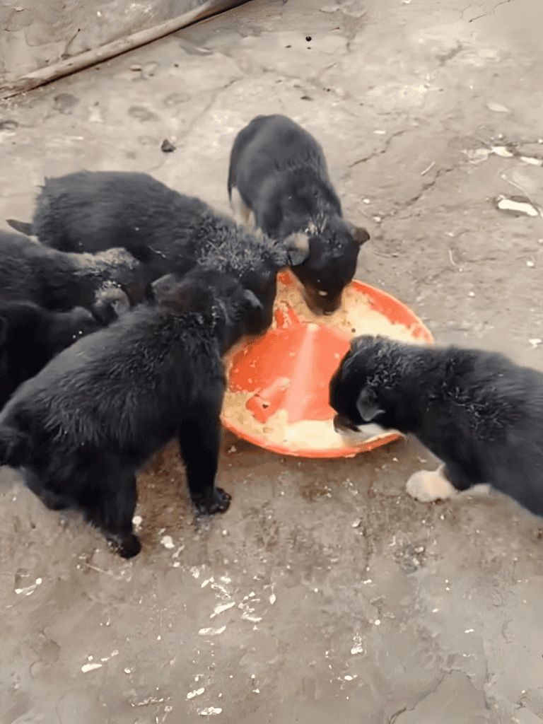 Cute black puppies sharing food from a red dish.