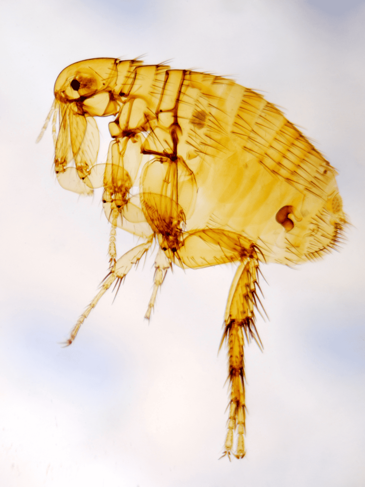 High-detail image of a flea, showing its tiny body and legs, useful for pet health and flea control info.