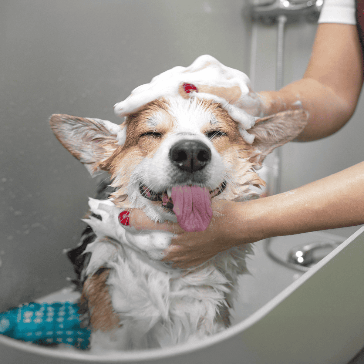 ALT text: Happy dog getting a bath with soap, groomer washing it in a professional setting.