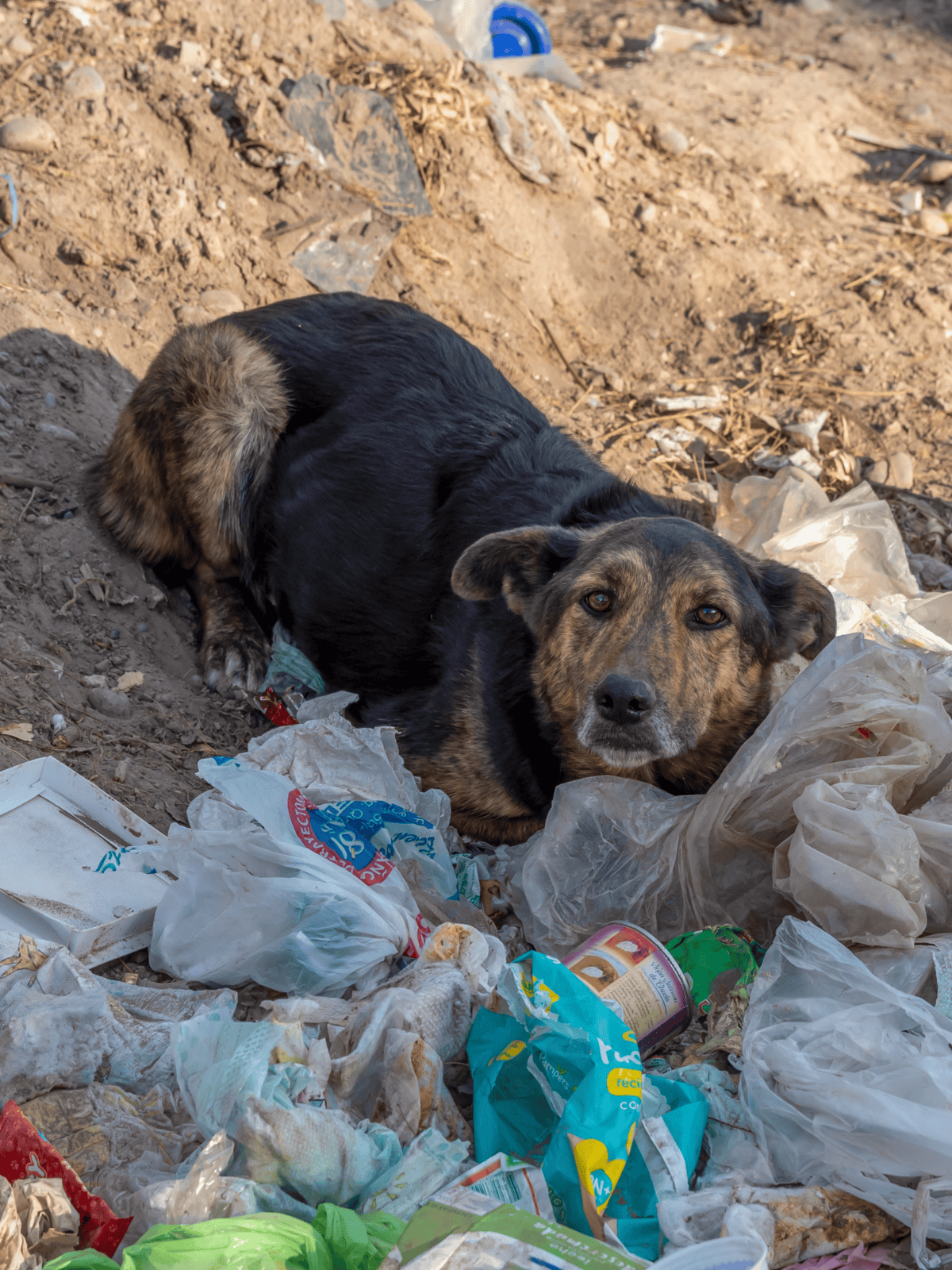 Dog lying among litter on the ground.
