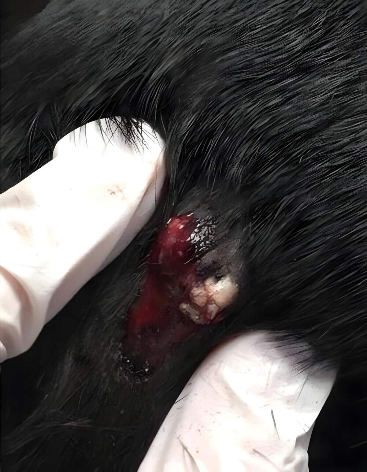 Close-up of a dog's injury, showing a severe wound with blood and damaged tissue.