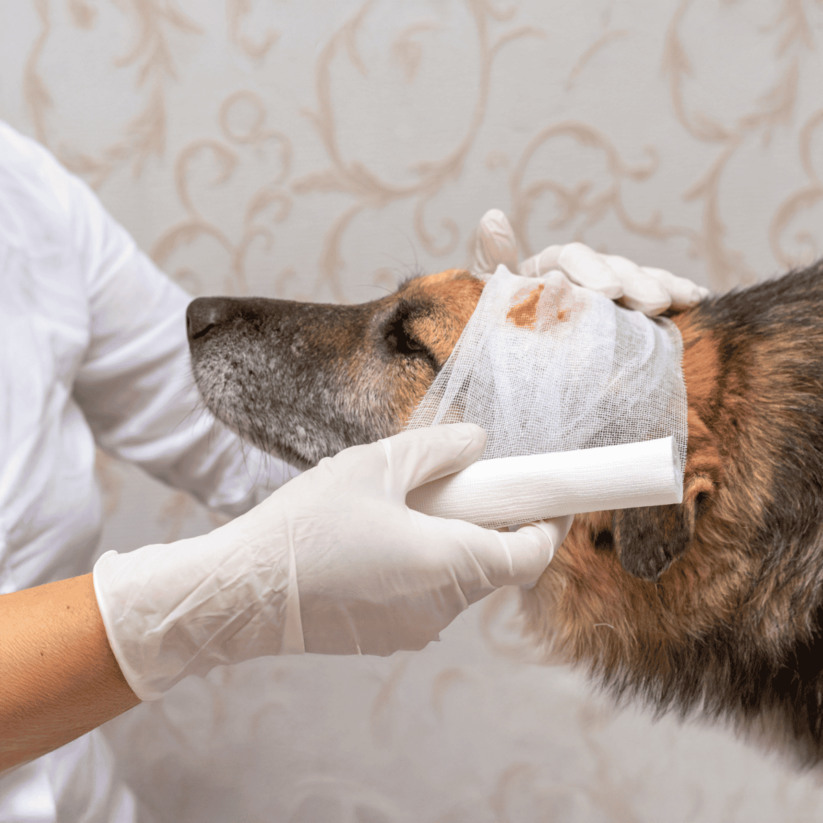 Dog receiving compassion euthanasia care.