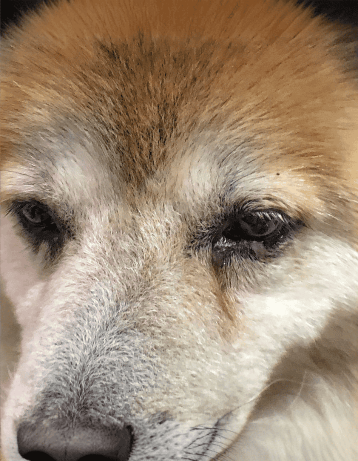 Close-up of a dog's face showing details of fur and eyes.