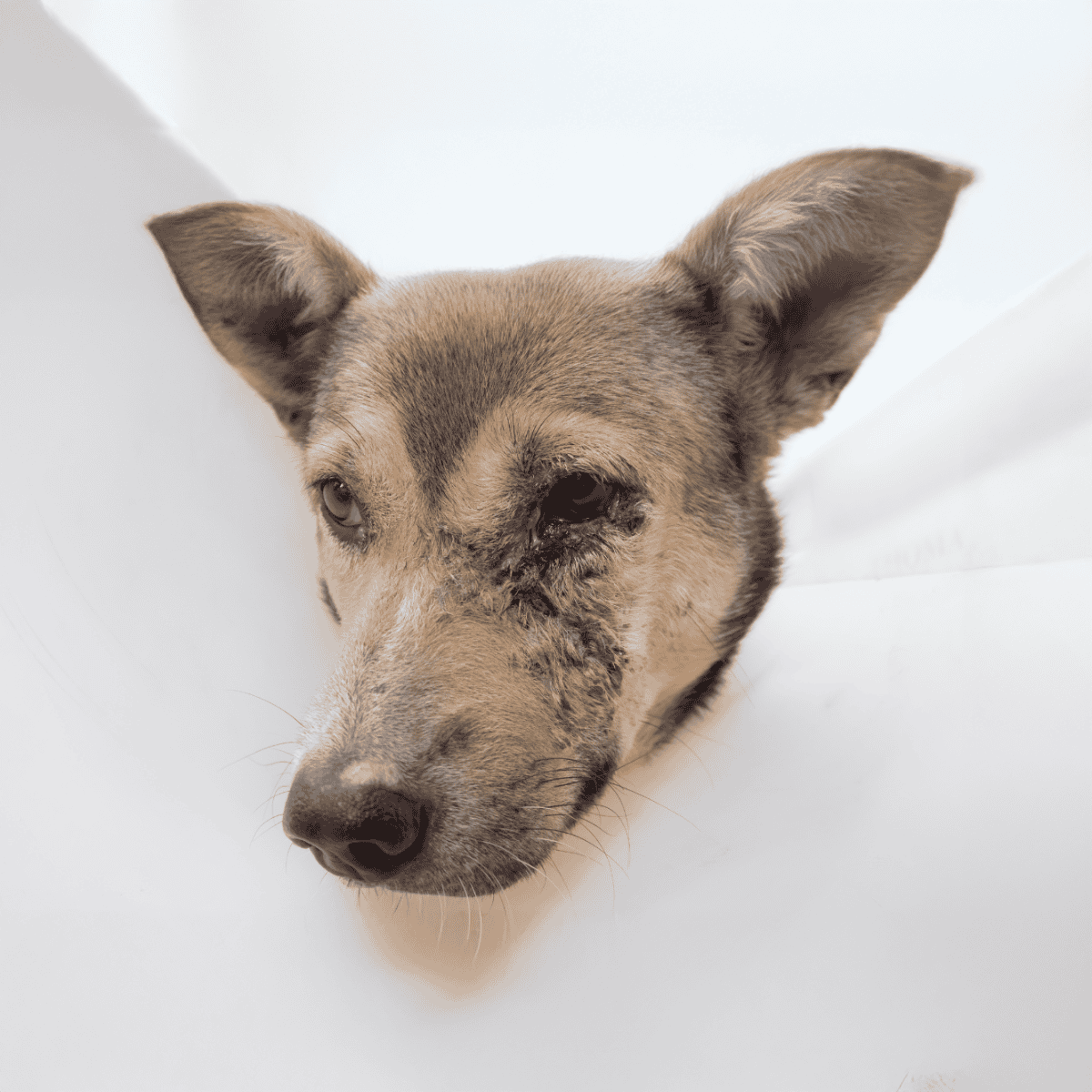Dog with facial injury, injured eye, and scars, lying on a white surface.