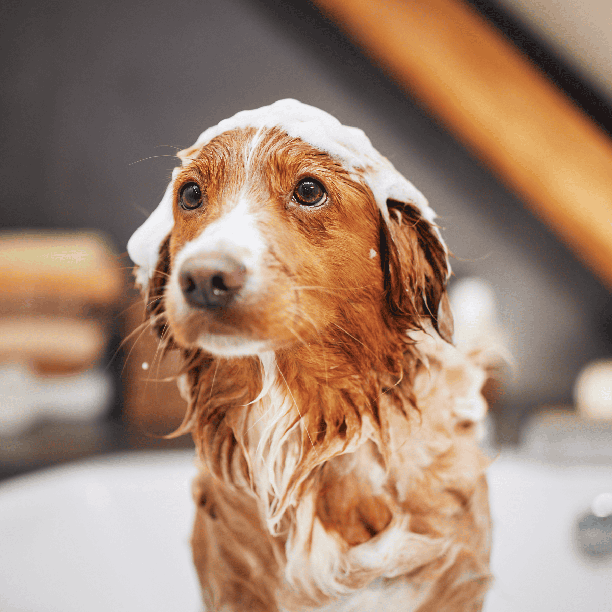Well-groomed dog with shampoo foam during bath time, emphasizing pet grooming services for dogs.